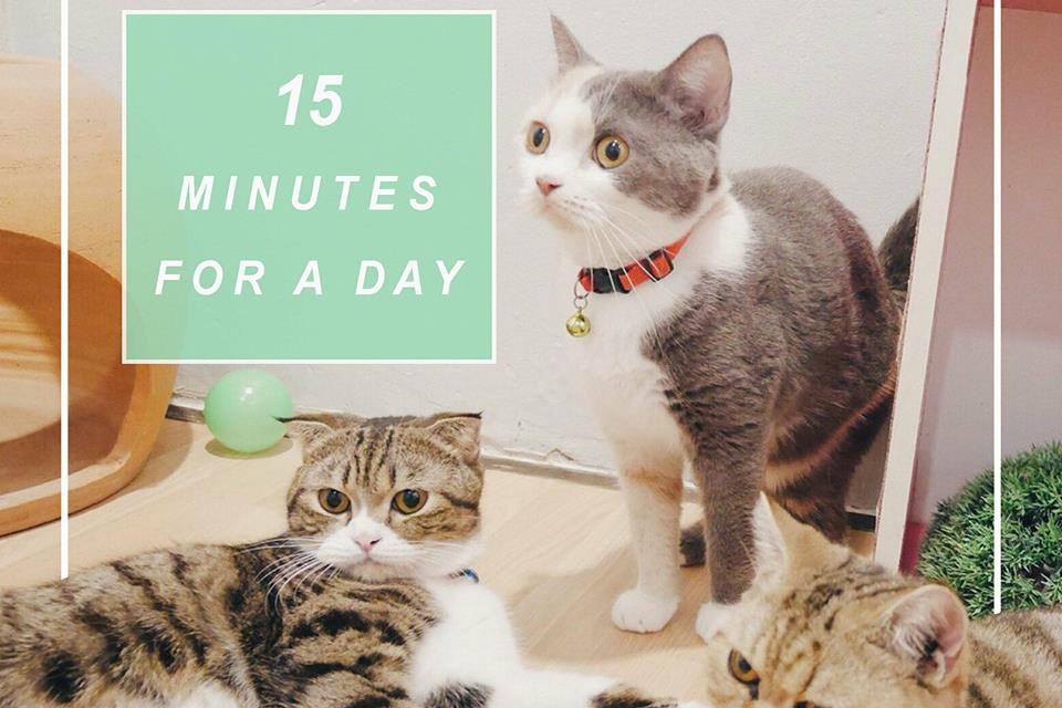 https://www.cathotelbangkok.com/wp-content/uploads/2018/01/Cats-melodic-hotel-3-960x640.jpg
